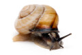 Caucasotachea calligera Megri, Armenia, adult, import, 32mm